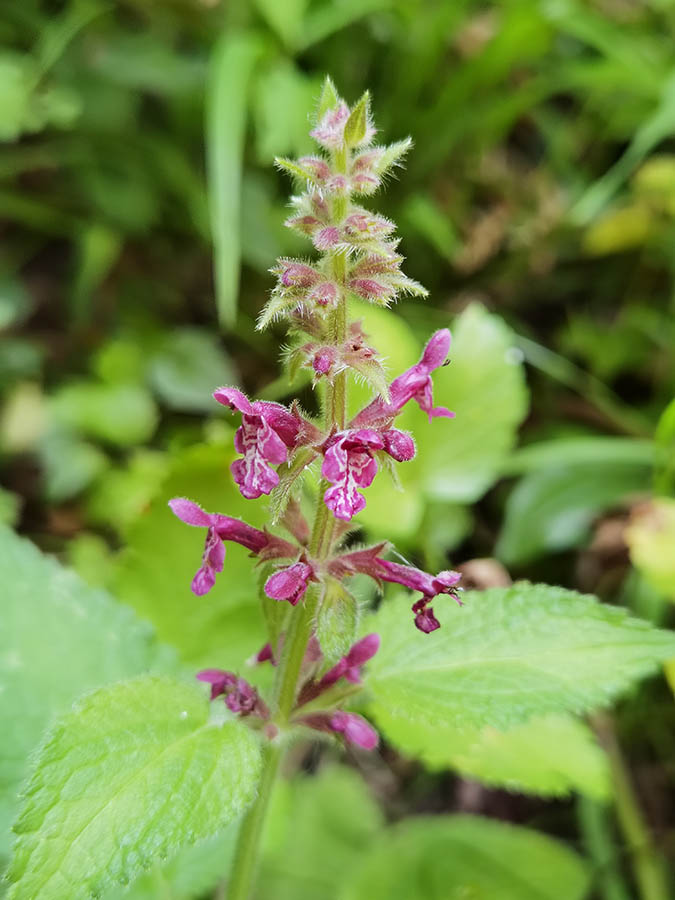 Stachys sylvatica